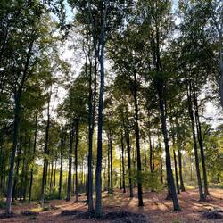 The walk in the woods was wonderful