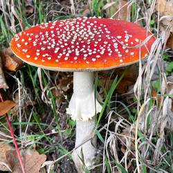 The mushrooms are plentiful and photogragh well
