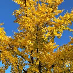 The autumn colours are stunning