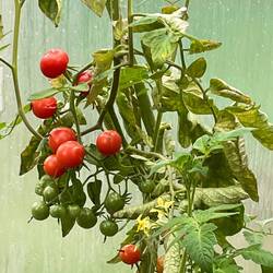 Tomatoes in the hot house