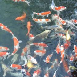 Heaps of koi