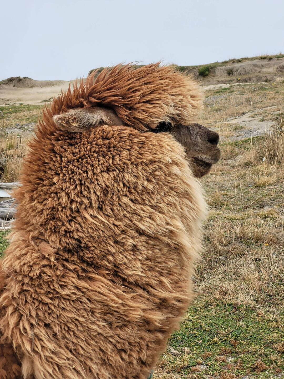 Alpaca 😍