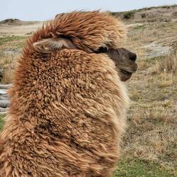 Alpaca 😍