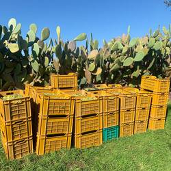 44 Kisten voller Oliven