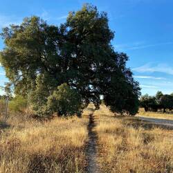 This cork oak gave me a beautiful hug today