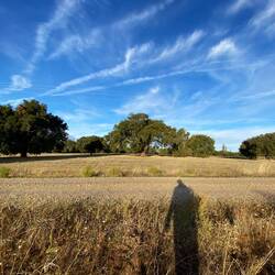 Wispy clouds and cork oaks