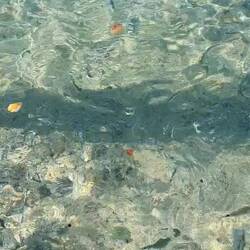 Zwischen diesem Fischschwarm sind wir heut geschnorchelt