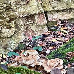 Spotted more mushrooms