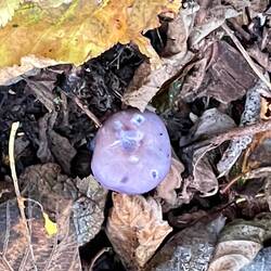 This purple mushroom was interesting