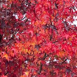 The autumn colours are just gorgeous everywhere I look