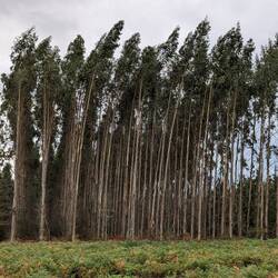 Eucalyptus grove