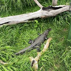 war zum Glück im gehege. Krokodil schmeckt mir übrigens nicht so.