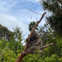 Ein Koala mit Baby