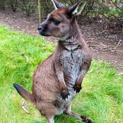 ein typisches Kagaroo der Insel. Wollte nicht Boxen