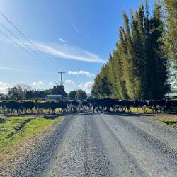 Nous laissons la priorité aux vaches.
