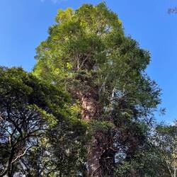 Voici un Kauri. Une espece d'arbre indigène qui peut atteindre l'âge de 1'000 ans! Impressionnant!