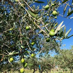 Olive nocellare. Viele haben einen leider Hagelschaden abbekommen beim letzten Orkan