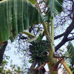 Bananen auf der Farm