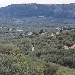 Olivenbäume so weit das Auge reicht