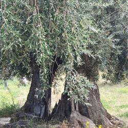 Der alte Olivenbaum