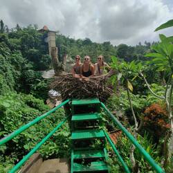 Bule goblok (= dummi Touris)