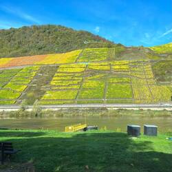 Herbst an der Mosel