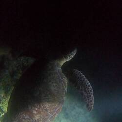 Turtle during night dive