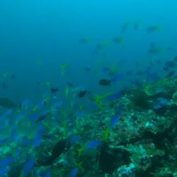 Beautiful schools of fish