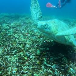 A giant sea turtle swam right past us!!