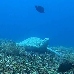 Just hanging out on the bottom - they can hold their breath 45 minutes!