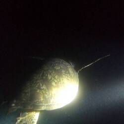 Night dive turtle