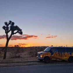 Sonnenaufgang mit Joshua Trees und Start einer langen Autofahrt