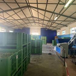 Die Halle in der Oliven zu Öl werden