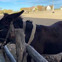 Even the donkey is there.