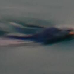 Seal at Bowman's Bay