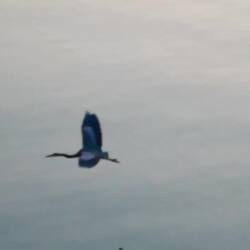 Heron at Bowman's Bay