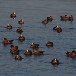 American Wigeons