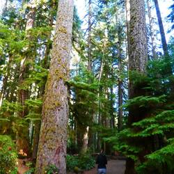 Old growth forest at Marymere Falls