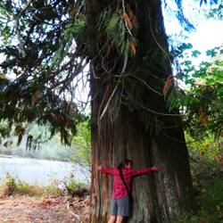 Big tree hug at Madison Falls