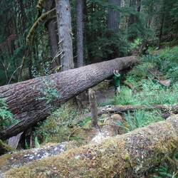 The trees are so big - Doug giving this one a man hug