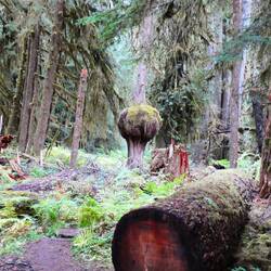 Interesting tree formation