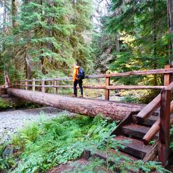 An impressive bridge made by one of the logs on Lover's Lane