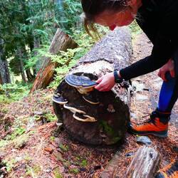 Lots of fungi in the moist forest