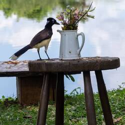 Nicht nur wir geniessen den liebevoll dekorierten Garten der Lodge
