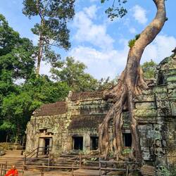 So cool mit dem Baum im Haus