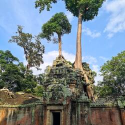 Ta Phrom war mein Lieblingstempel