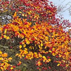 Beautiful autumnal colours
