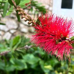 Bottle brush plant