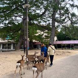 Flüchtende Touristen