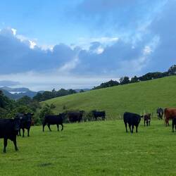 Des collines, des vaches et l'océan 😜